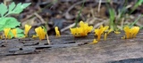 Dacryopinax spathularia image
