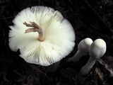 Leucocoprinus cepistipes image