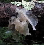 Tremella fuciformis image