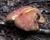 Boletus pallidoroseus image