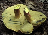 Boletus pallidoroseus image