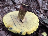 Boletus pallidoroseus image