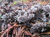 Thelephora anthocephala image
