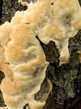 Ganoderma sessile image