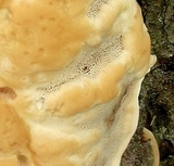 Ganoderma sessile image