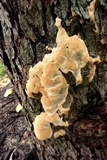 Ganoderma sessile image