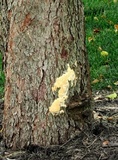 Ganoderma sessile image