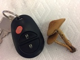 Inocybe unicolor image