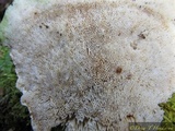 Trametes gibbosa image