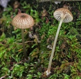 Entoloma watsonii image