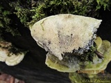 Trametes gibbosa image