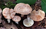 Lactarius chrysorrheus image
