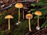 Entoloma unicolor image