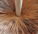 Pluteus petasatus image