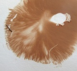 Pluteus petasatus image