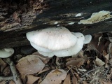 Lentinellus ursinus image