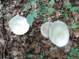 Agaricus silvicola image
