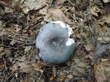 Russula redolens image