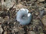 Russula redolens image