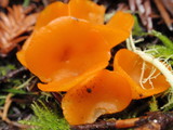 Sowerbyella rhenana image