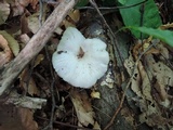 Pleurotus pulmonarius image