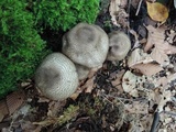 Agaricus bohusii image