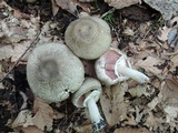 Agaricus bohusii image