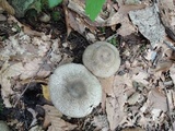 Agaricus bohusii image
