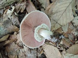 Agaricus bohusii image