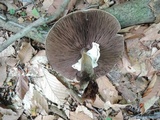 Agaricus bohusii image