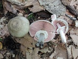 Agaricus bohusii image