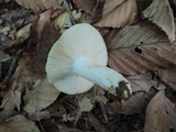 Russula fragrantissima image