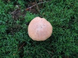 Hodophilus subfuscescens image