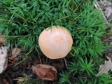 Hodophilus subfuscescens image