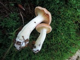 Hodophilus subfuscescens image
