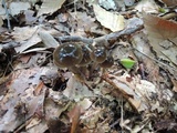 Gliophorus irrigatus image