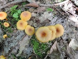 Humidicutis marginata image