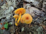 Humidicutis marginata var. concolor image