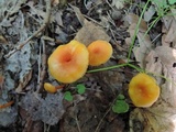 Humidicutis marginata var. concolor image