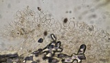 Panaeolus castaneifolius image