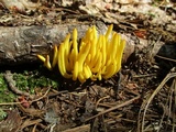 Clavulinopsis fusiformis image