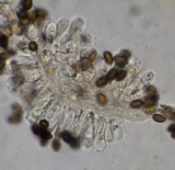 Panaeolus castaneifolius image