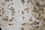 Panaeolus castaneifolius image