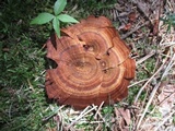 Coltricia cinnamomea image