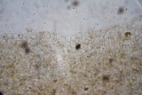 Panaeolus castaneifolius image