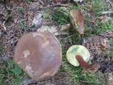 Imleria badia image