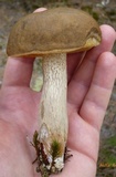 Retiboletus fuscus image