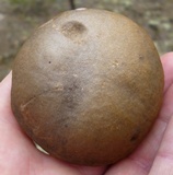 Retiboletus fuscus image