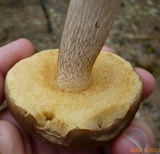 Retiboletus fuscus image