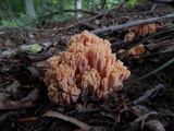 Ramaria formosa image